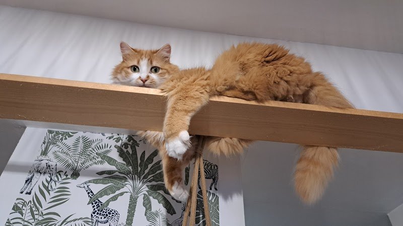 Catessence comportementaliste félin - photo 2