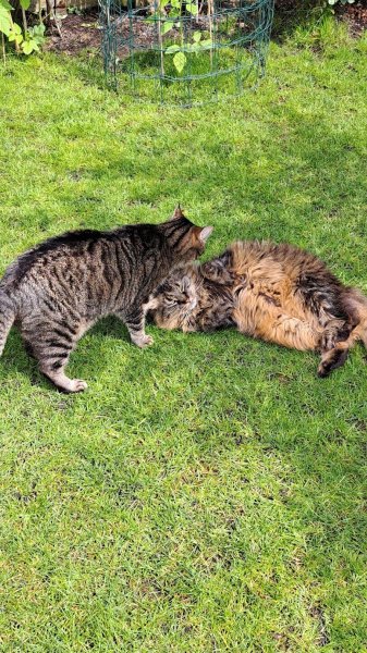 Catessence comportementaliste félin - photo 3