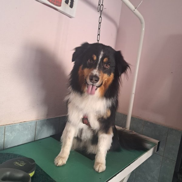 Alidogteteghem - photo 2