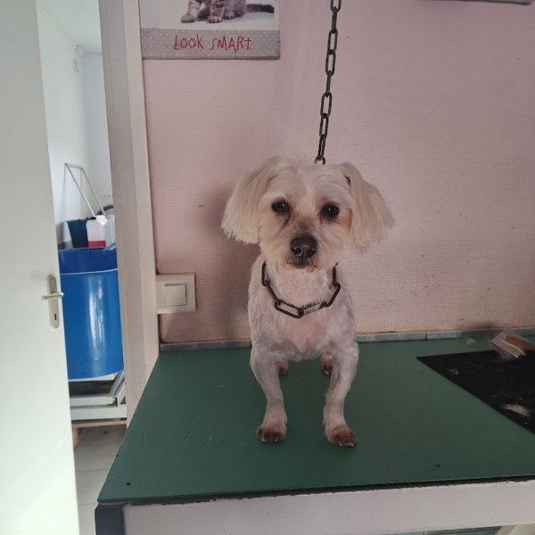 Alidogteteghem - photo 3