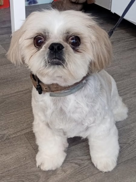 Défi Canin - Toiletteur pour chien