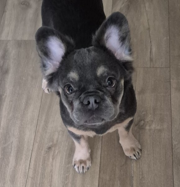 Défi Canin - Toiletteur pour chien - photo 2