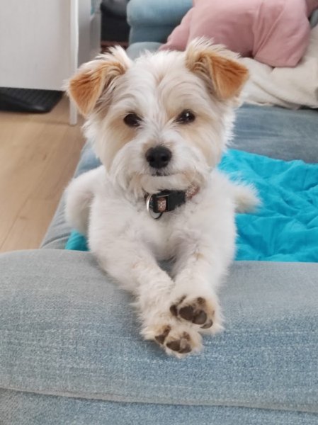 Défi Canin - Toiletteur pour chien - photo 3