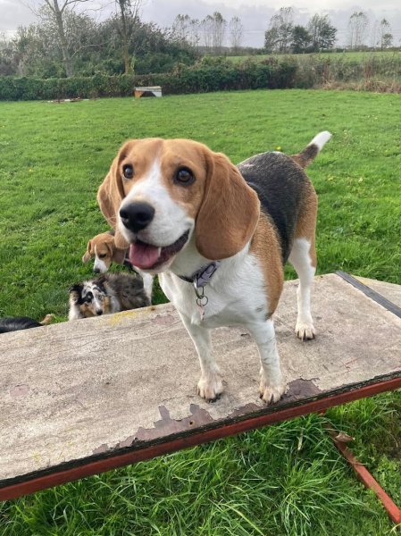 BCFM club d'éducation canine - photo 1