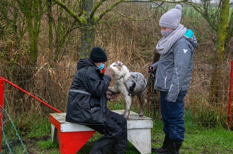 BCFM club d'éducation canine - photo 2