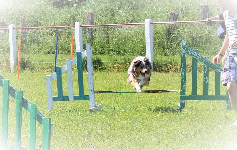 BCFM club d'éducation canine - photo 3