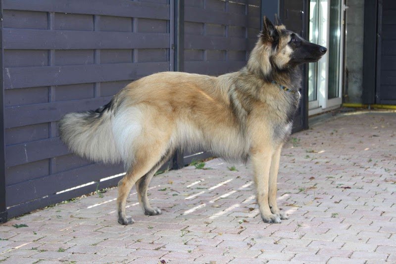 Co-op dog & cat/ comportementaliste canin et Pet-sitter 59 62