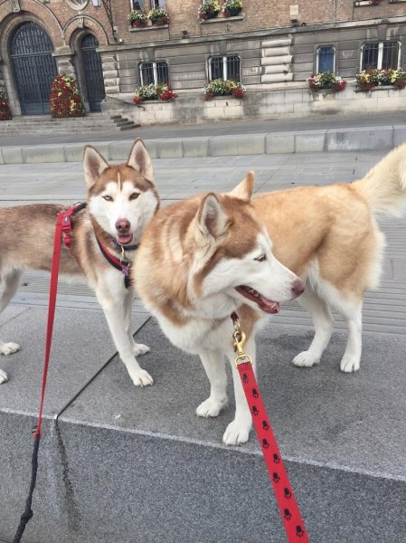 Co-op dog & cat/ comportementaliste canin et Pet-sitter 59 62 - photo 2