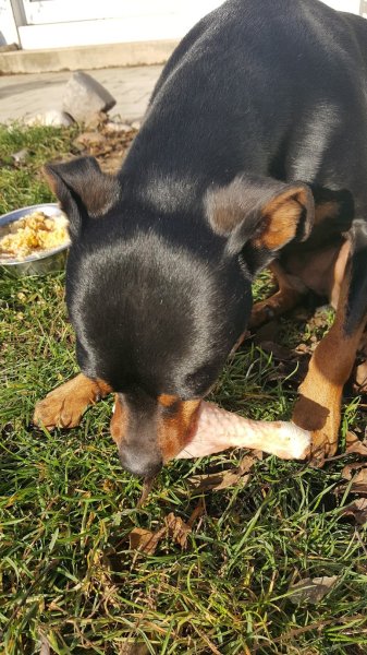 Chien Village Vacances - photo 2