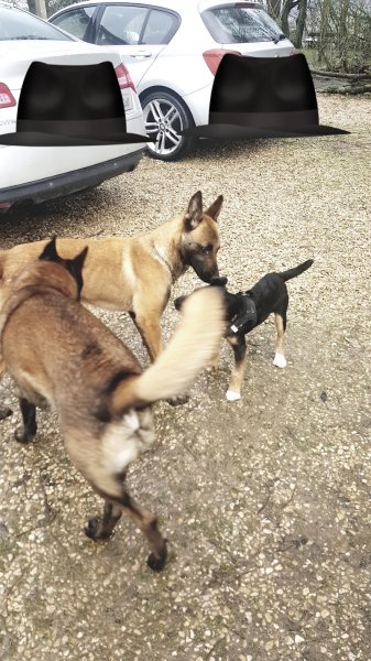 Chien Village Vacances - photo 3