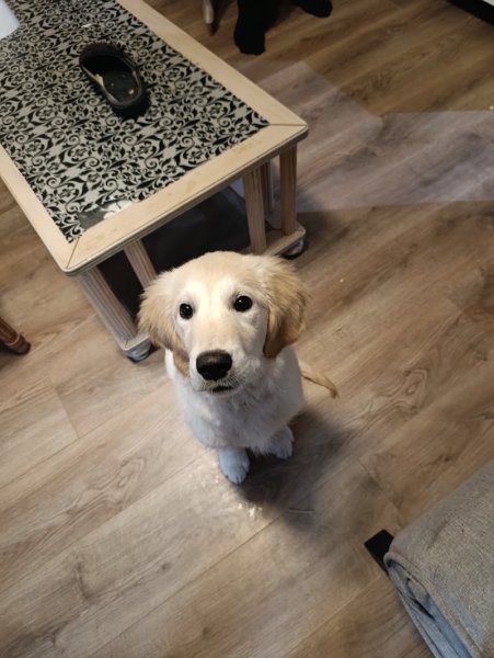 JM Dog éducateur canin Dourges