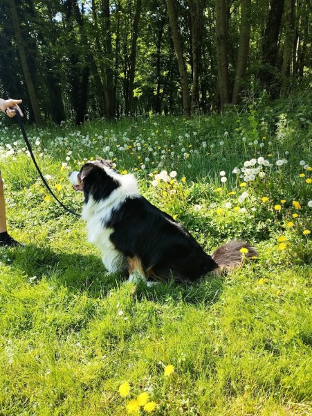 JM Dog éducateur canin Dourges - photo 2