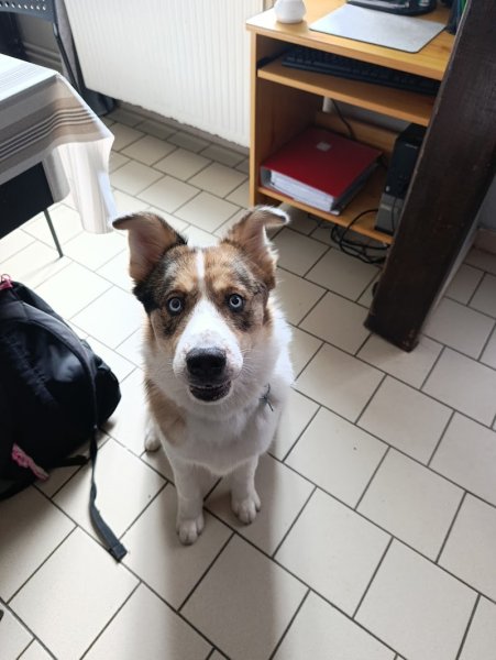 JM Dog éducateur canin Dourges - photo 3