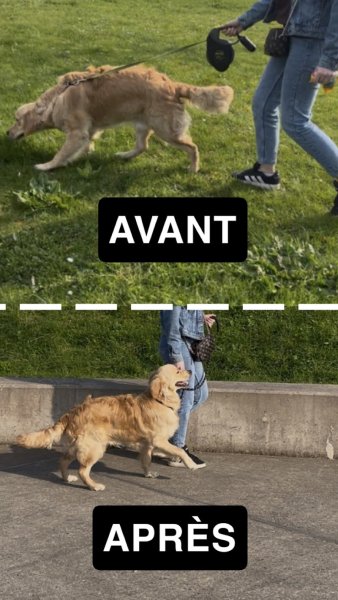 Amilaska - Educateur canin Lens, Douai et Hauts-De-France - photo 2