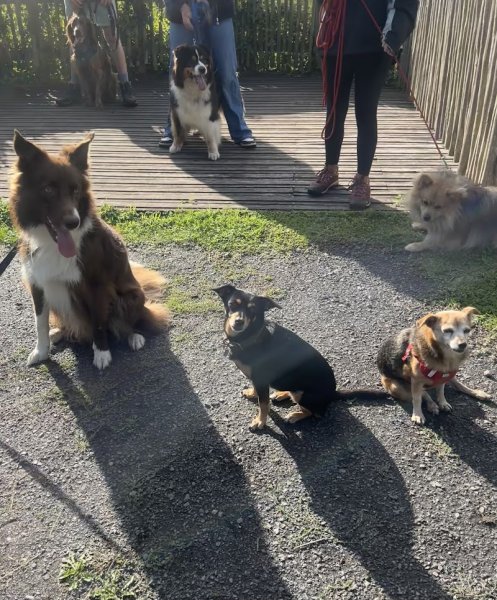 Amilaska - Educateur canin Lens, Douai et Hauts-De-France - photo 3