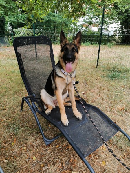 La Truffe d'argos - comportementaliste canin - photo 2