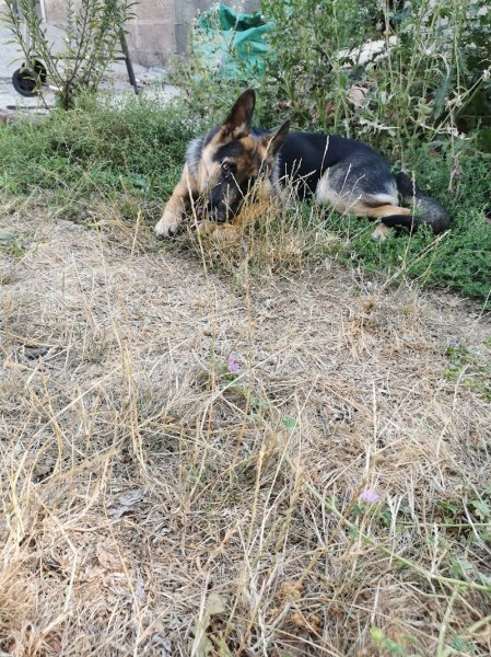 La Truffe d'argos - comportementaliste canin - photo 3