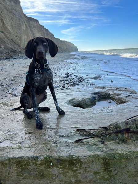 Alex éducateur canin Audruicq - Guemps - photo 2
