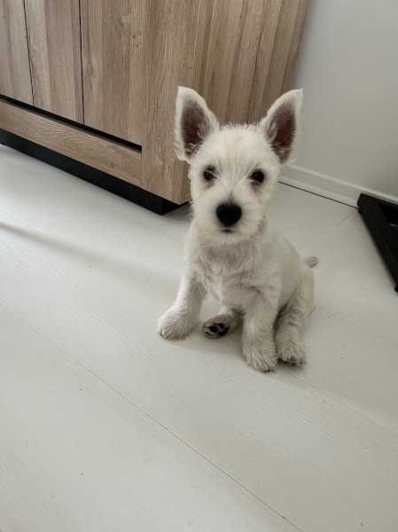 Alex éducateur canin Audruicq - Guemps - photo 3