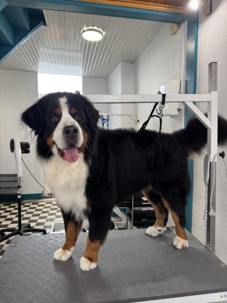 Fashion Dog Toilettage - photo 1