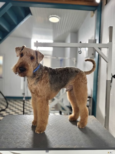 Fashion Dog Toilettage - photo 2