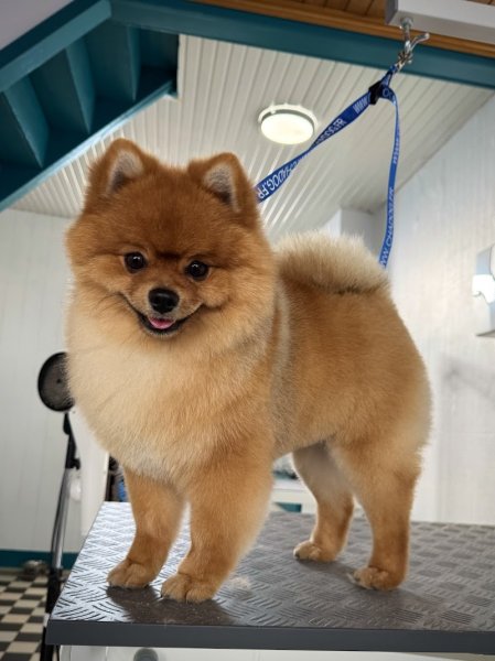 Fashion Dog Toilettage - photo 3