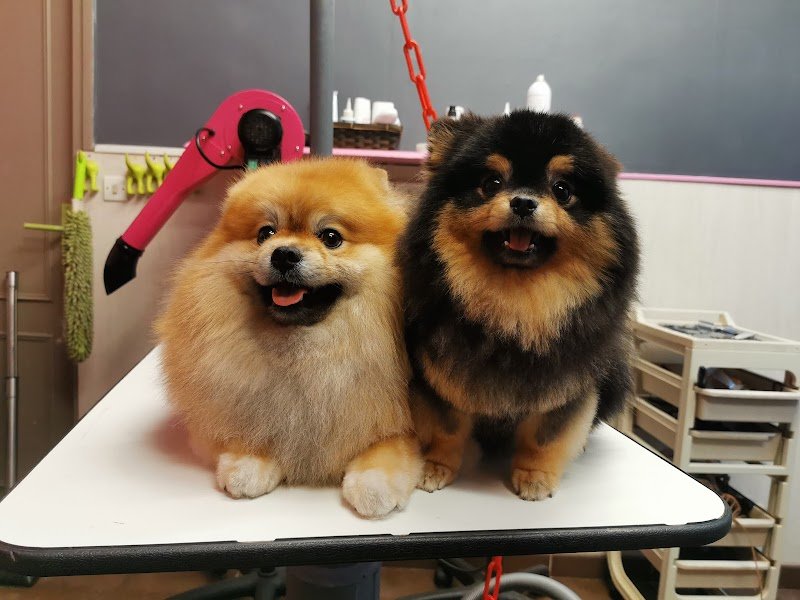 Canin canine - photo 1