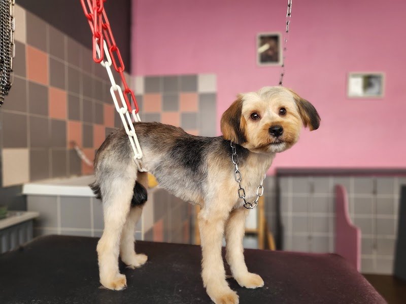 Canin canine - photo 2