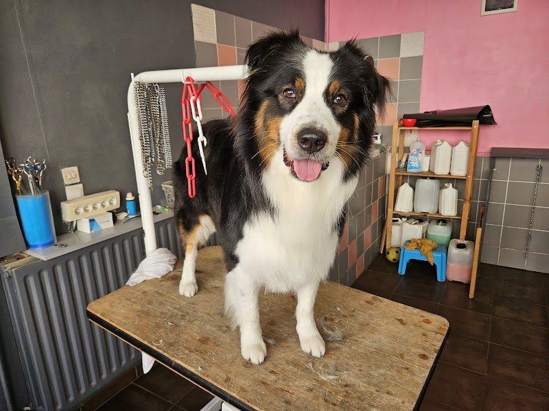 Canin canine - photo 3