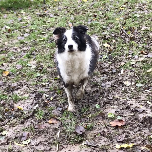 Cocooning Dog - photo 2