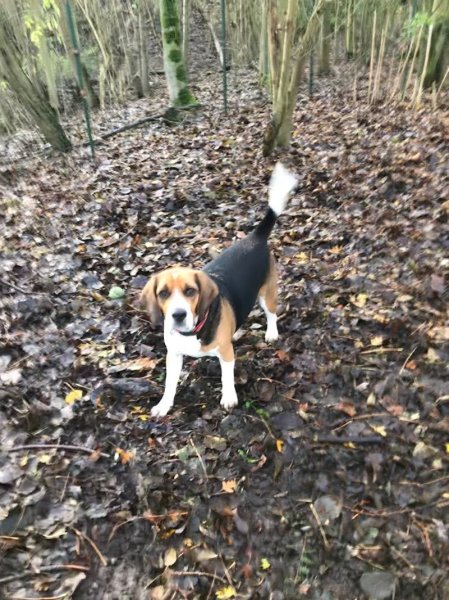 Cocooning Dog - photo 3