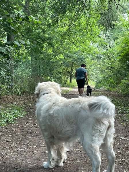 CO'MPORT CANI LEAD - Comportementaliste Canin et Educatrice Canin Certifiée - photo 2