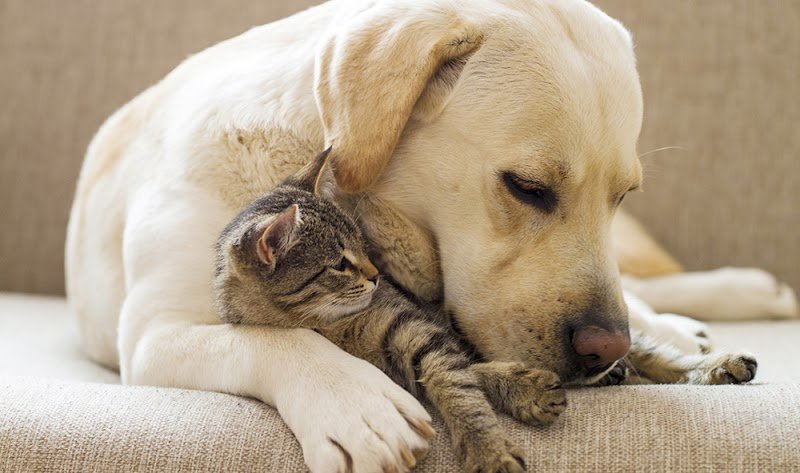 Christine Abé, éducatrice comportementaliste canin et félin- Animal Balance dans le Nord 59 - photo 2