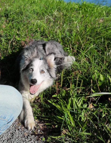 Coyote Coach - Educateur Comportementaliste Chiens