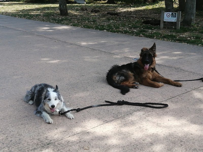 Coyote Coach - Educateur Comportementaliste Chiens - photo 3