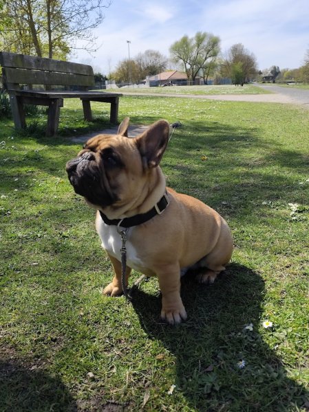 Cyril Dollet - Educateur Canin spécialiste en troubles du comportement - photo 2