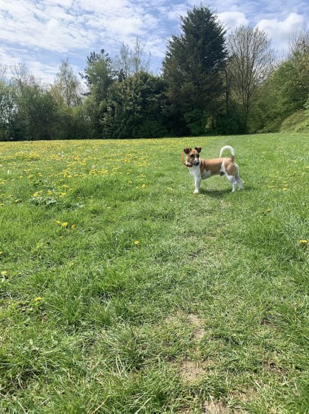 Cyril Dollet - Educateur Canin spécialiste en troubles du comportement - photo 3