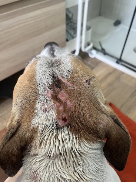 Charlet Thierry - Education canine - photo 1