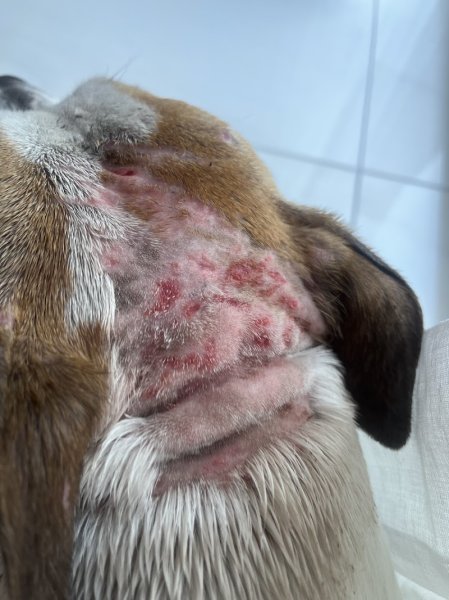 Charlet Thierry - Education canine - photo 2