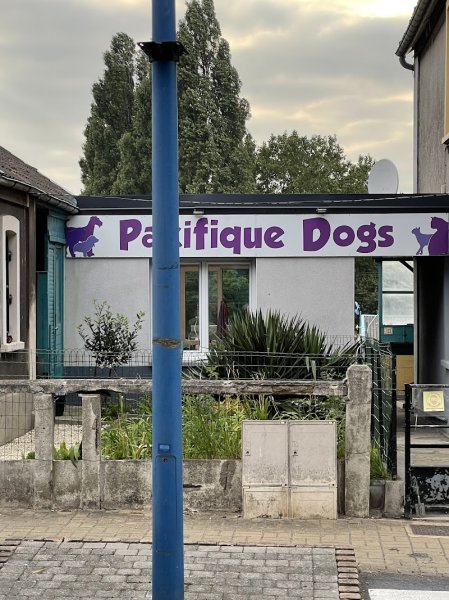 Pacifique dogs