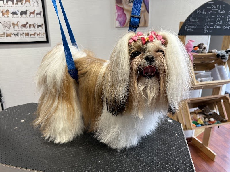 Shaggy dog toilettage en salon ,centre de formation, dog wash