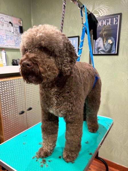 Shaggy dog toilettage en salon ,centre de formation, dog wash - photo 2