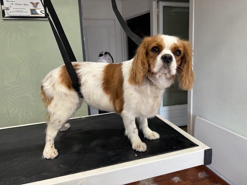 Shaggy dog toilettage en salon ,centre de formation, dog wash - photo 3