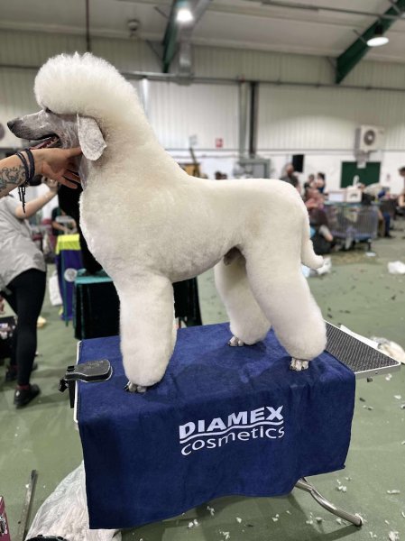 Archipel Canin Salon De Toilettage - photo 1