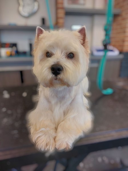 Archipel Canin Salon De Toilettage - photo 2