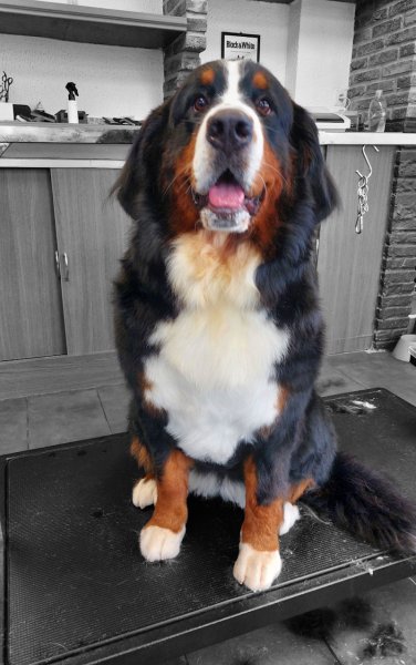 Archipel Canin Salon De Toilettage - photo 3