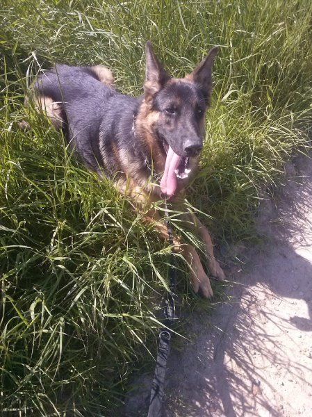 Educateur canin MG Douai - photo 3