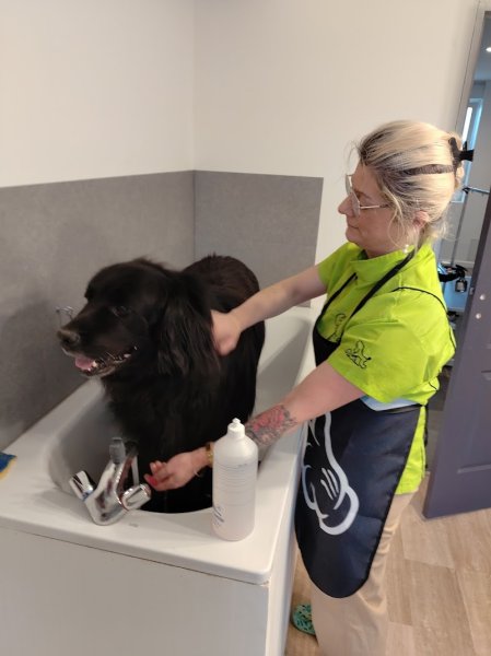 os' doux canin - photo 1