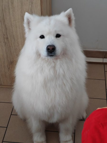 os' doux canin - photo 2