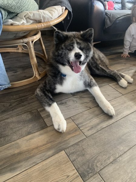 os' doux canin - photo 3